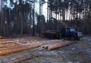 «Черные» лесорубы вырубили в Ярославской области деревьев на 677 тыс. рублей