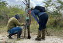 <a>Huawei и партнеры объявляют о первых найденных ягуарах в заповеднике в Дзиламе </a>в Мексике